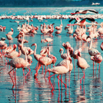 ToBuru_Tours_Palomino_Flamingos_Flamencos_150x150