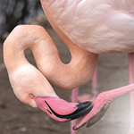 ToBuru_Tours_Palomino_Flamingos_Flamencos_2_150x150