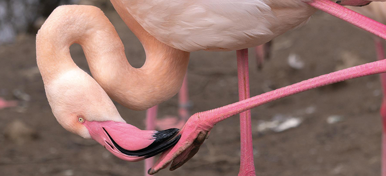 ToBuru_Tours_Palomino_Flamingos_Flamencos_2_768x350