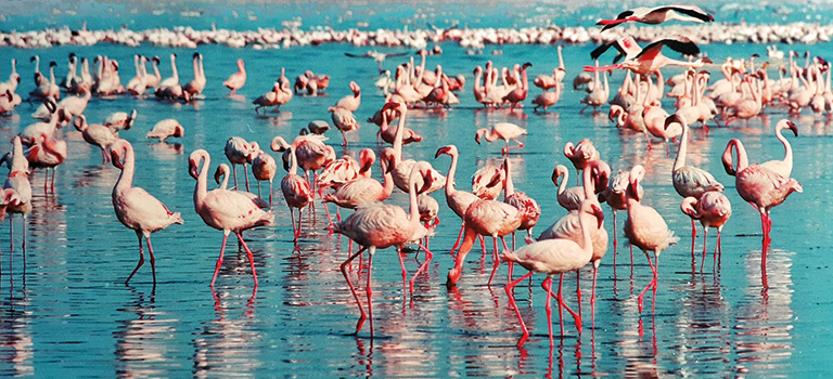 ToBuru_Tours_Palomino_Flamingos_Flamencos_768x350